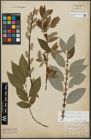 Foto von Salix appendiculata Vill. x Salix caprea L.